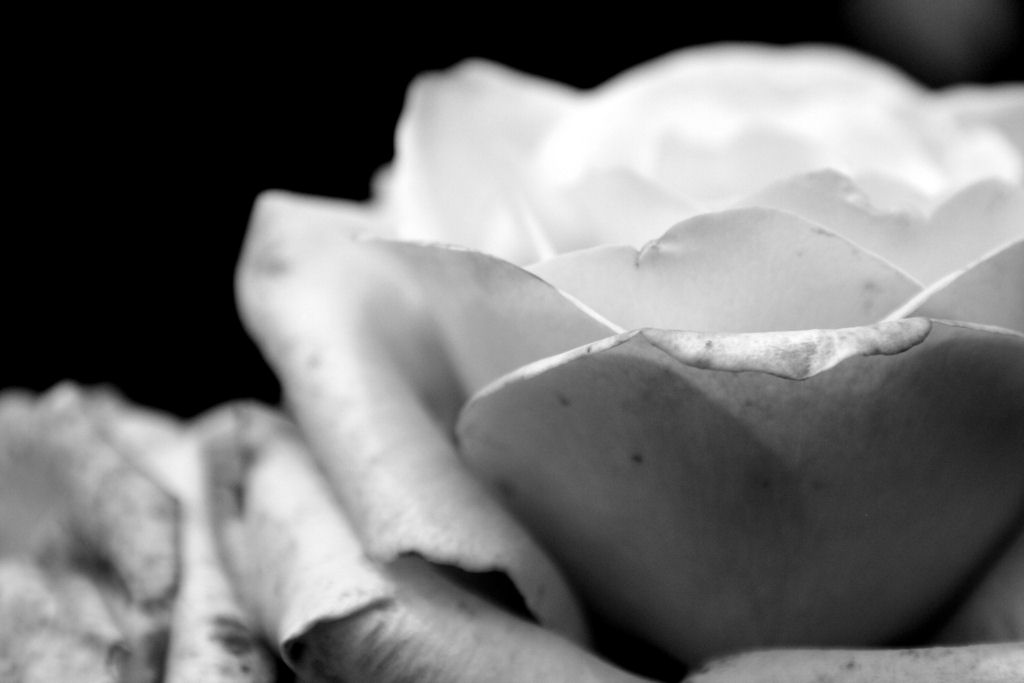 non c' rosa...