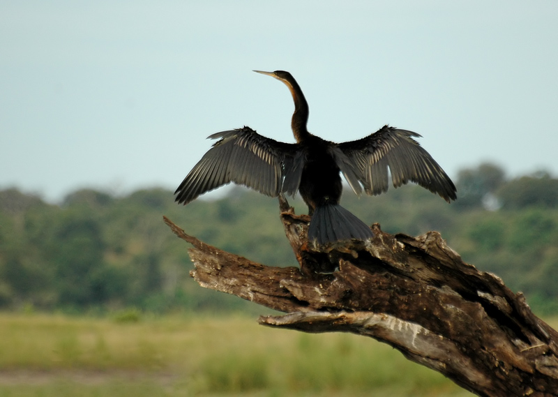 Cormorano