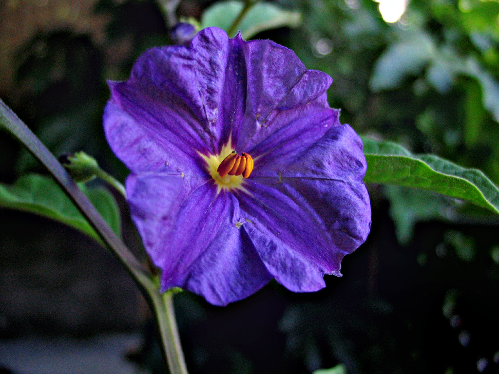 CANON A85