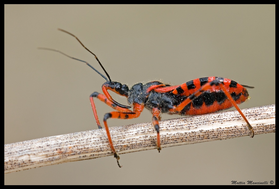 Rhinocoris Iracundus