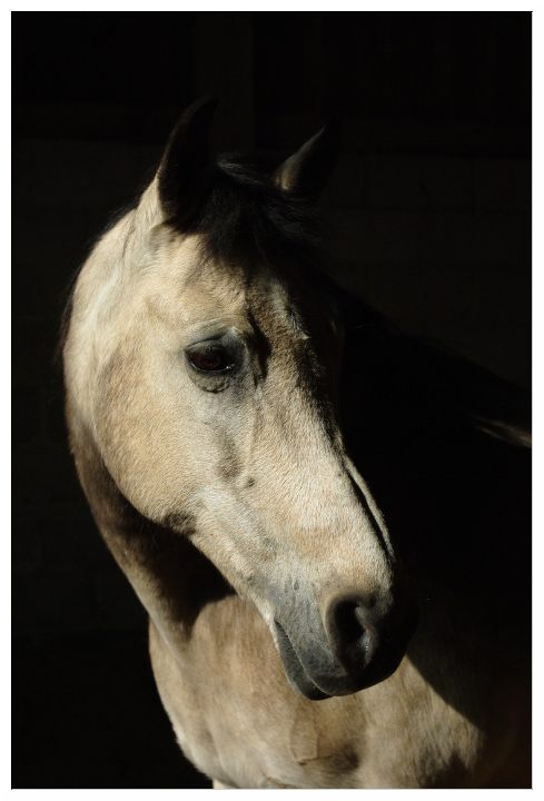 Cavallo 2