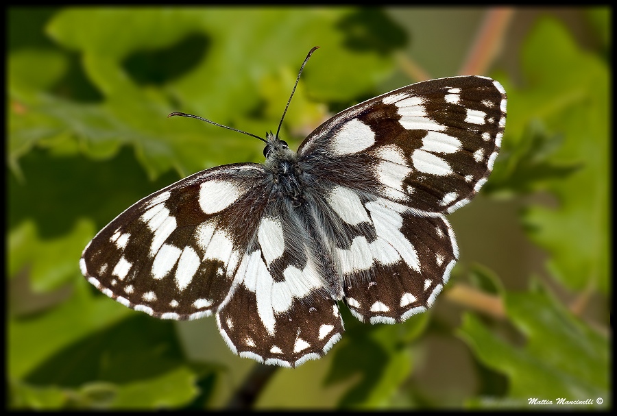 Melanargia Galathea