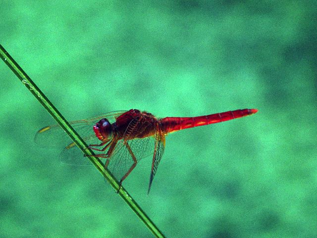 Libellula