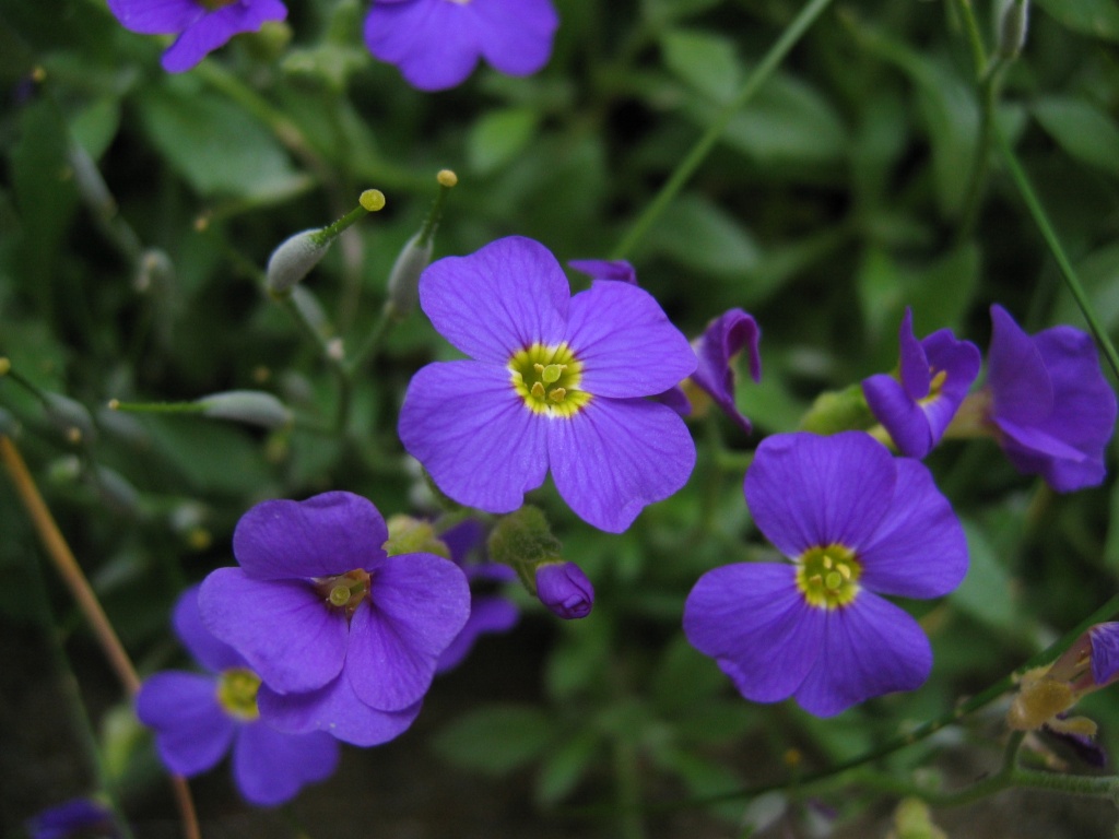 Violette