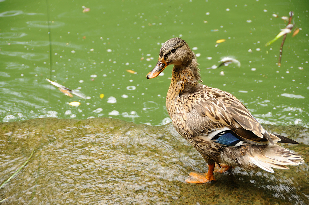 Quack!