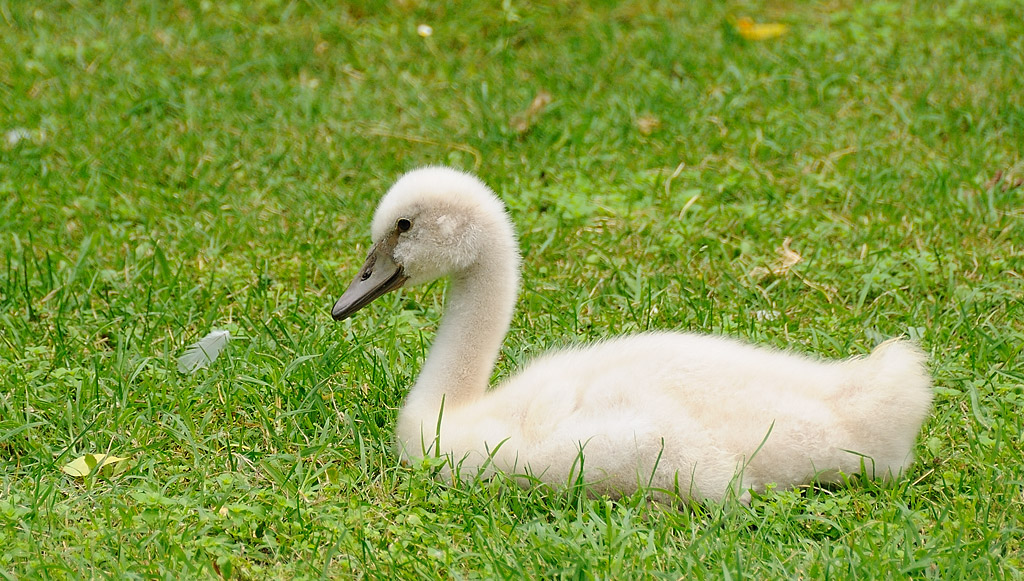 Il brutto anatroccolo