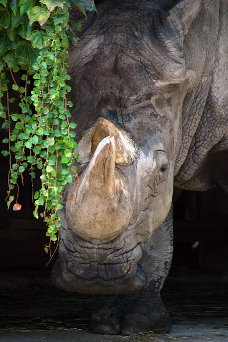 rino