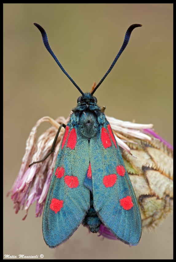 Zygaena Top