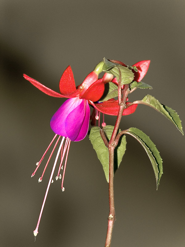macro in posizione tele