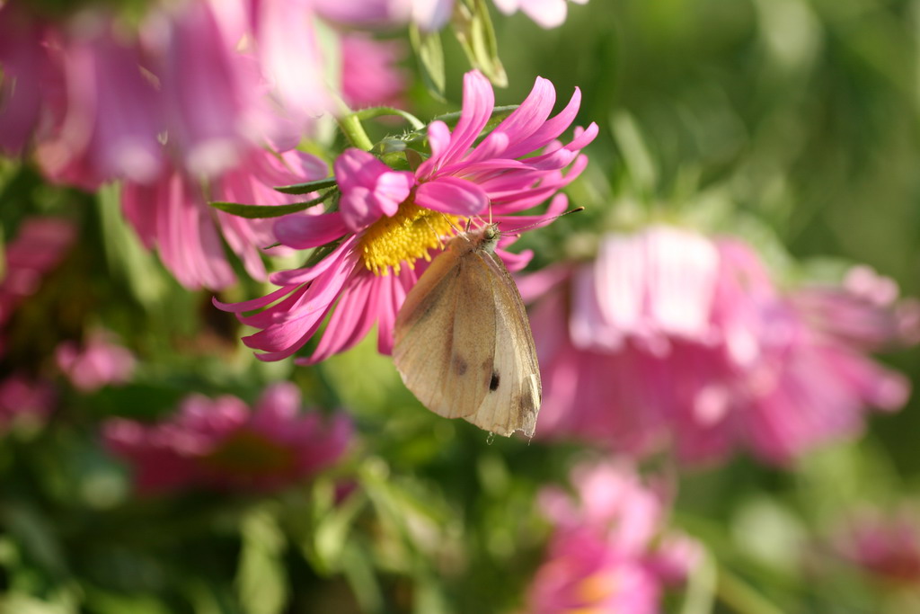 Prova Tamron 2