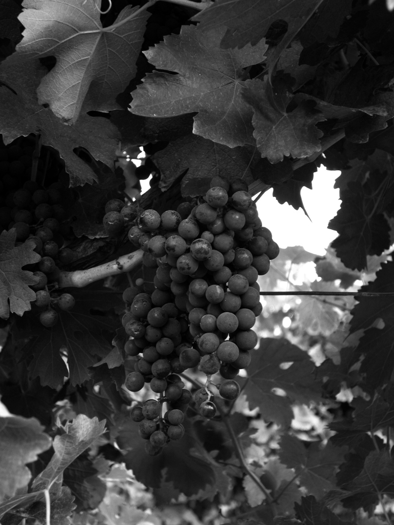 Grappolo uva