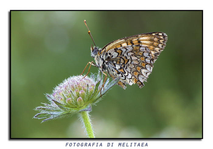 vecchietta
