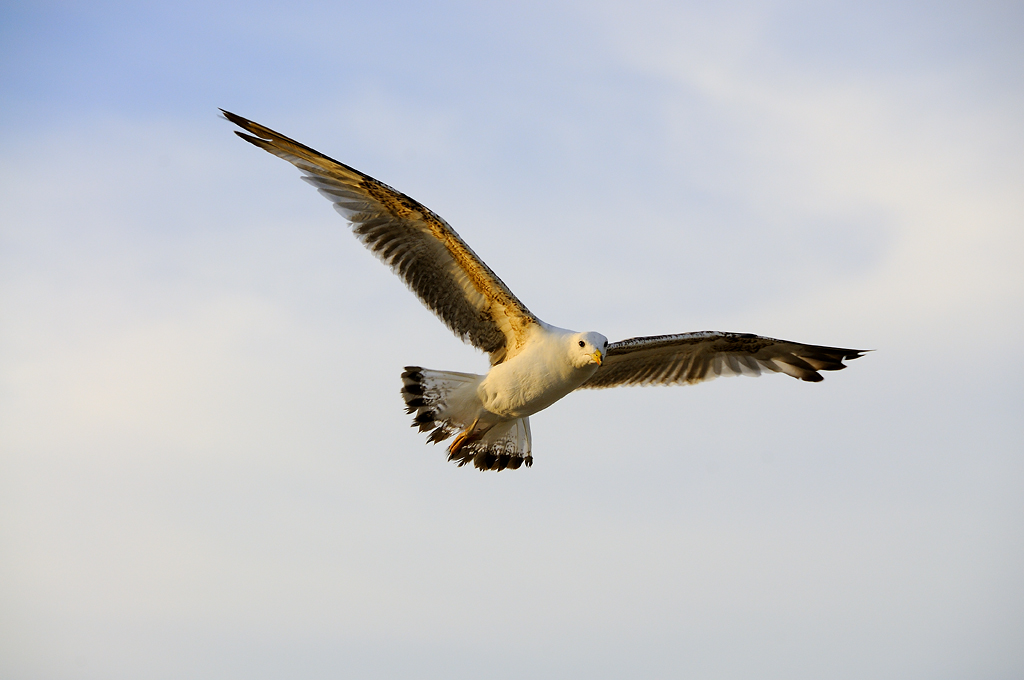 Il solito gabbiano