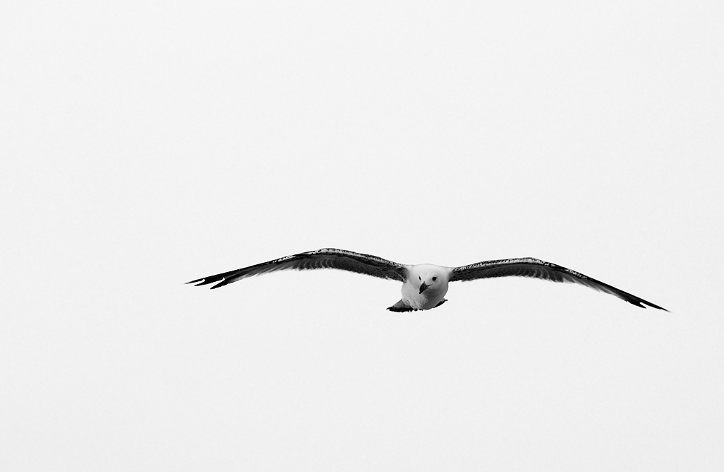 Il gabbiano Jonathan Livingston, suppongo