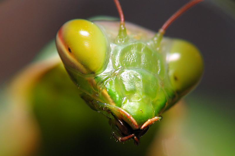 OCCHIO MANTIDE RELIGIOSA