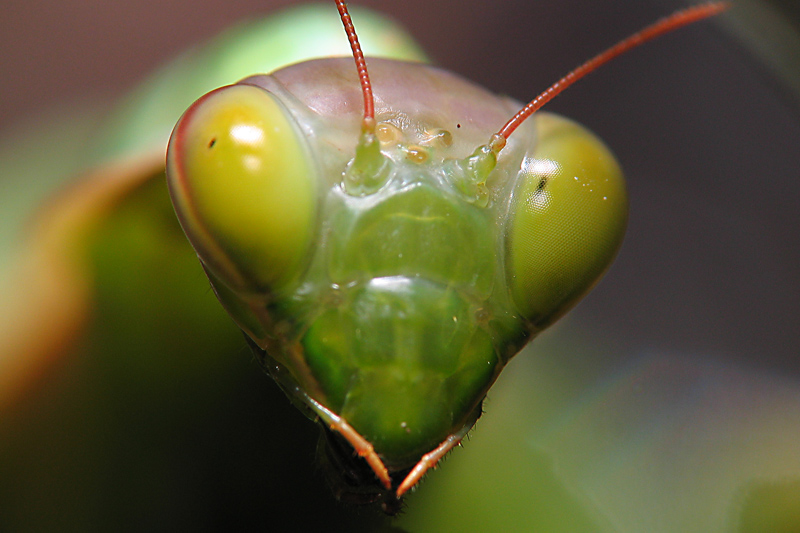OCCHIO MANTIDE RELIGIOSA II