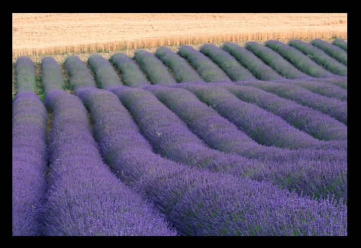 Profumo e colori