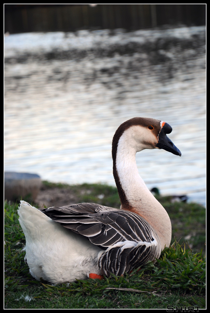 Natura 1