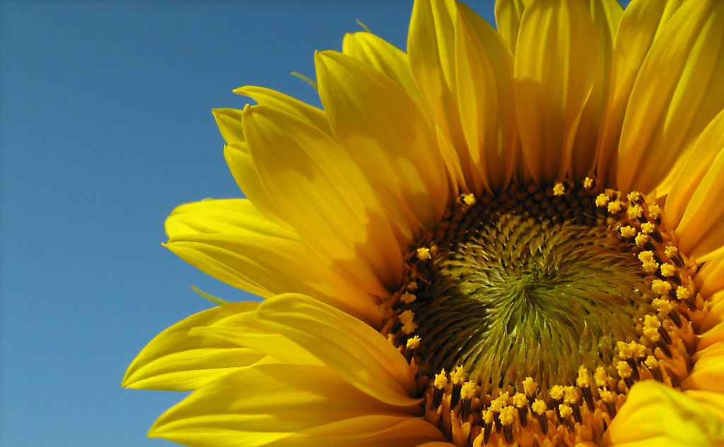 girasole