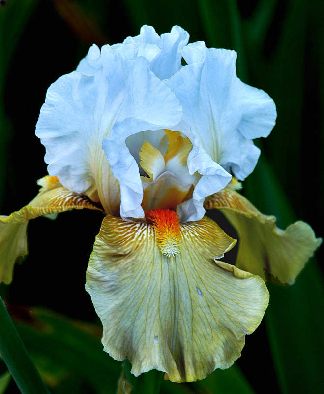 Blue Chiffon