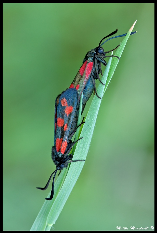 Zygaene accoppiamento