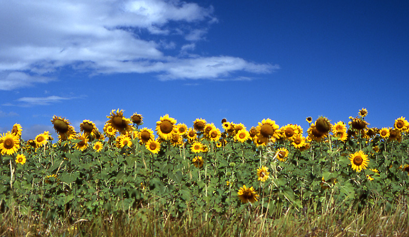 girasoli, contest "punti di vista"