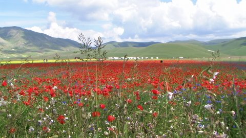 Castelluccio