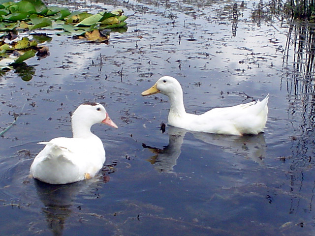 Papere sul lago di Colfiorito