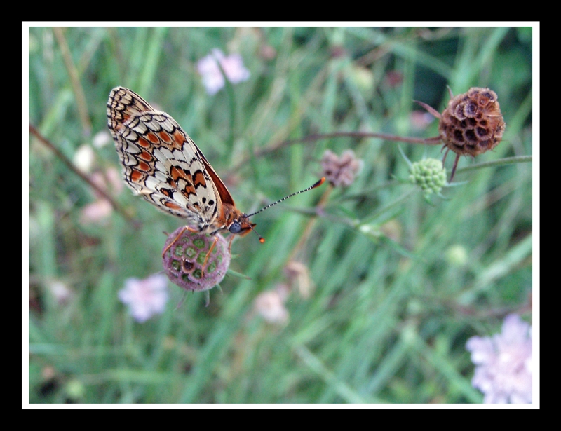 Farfalla