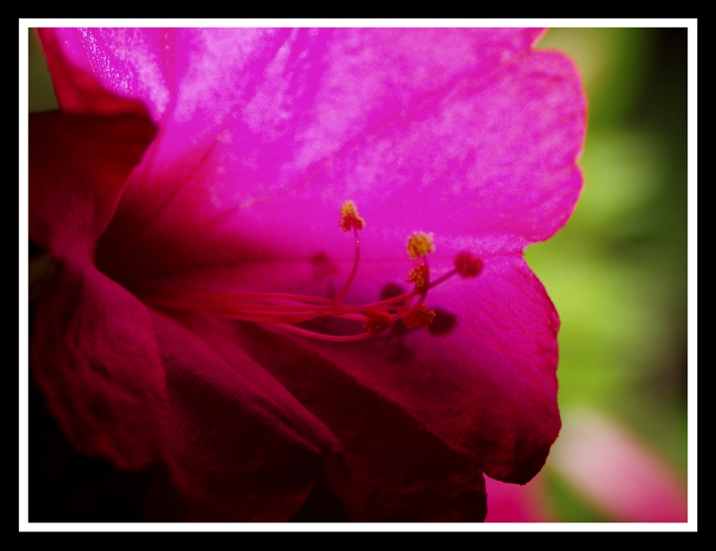 Fiore