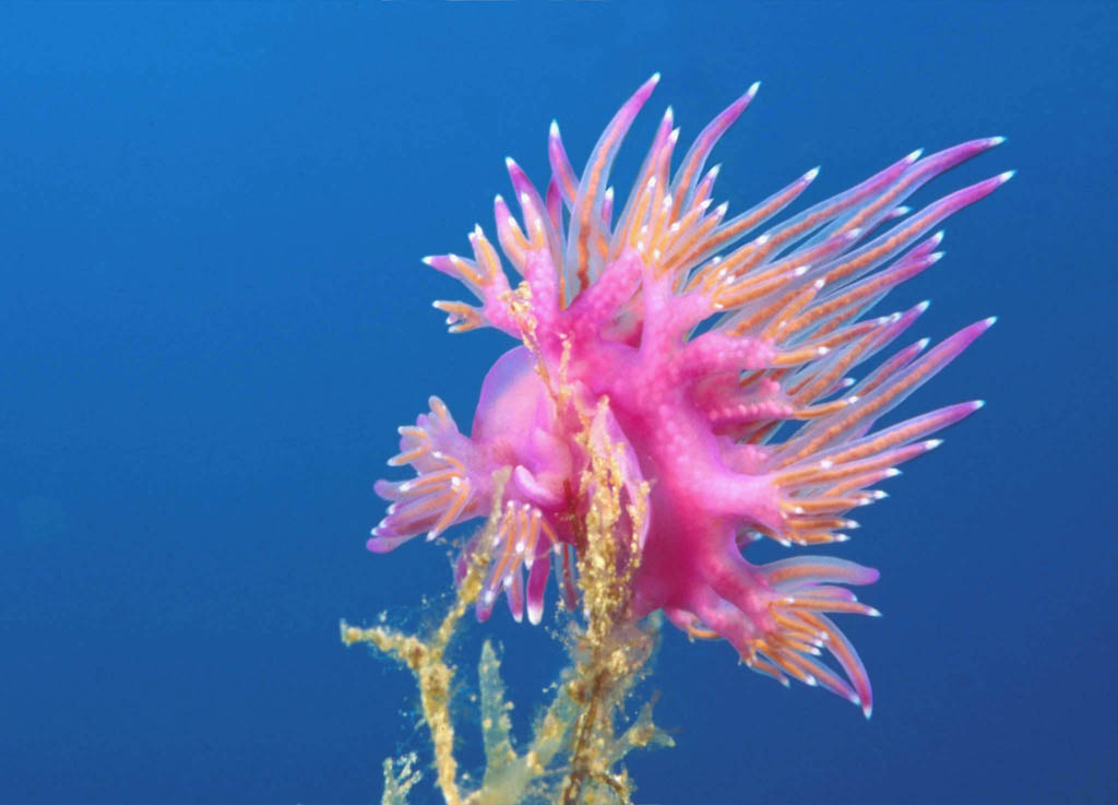 FLABELLINA AFFINIS