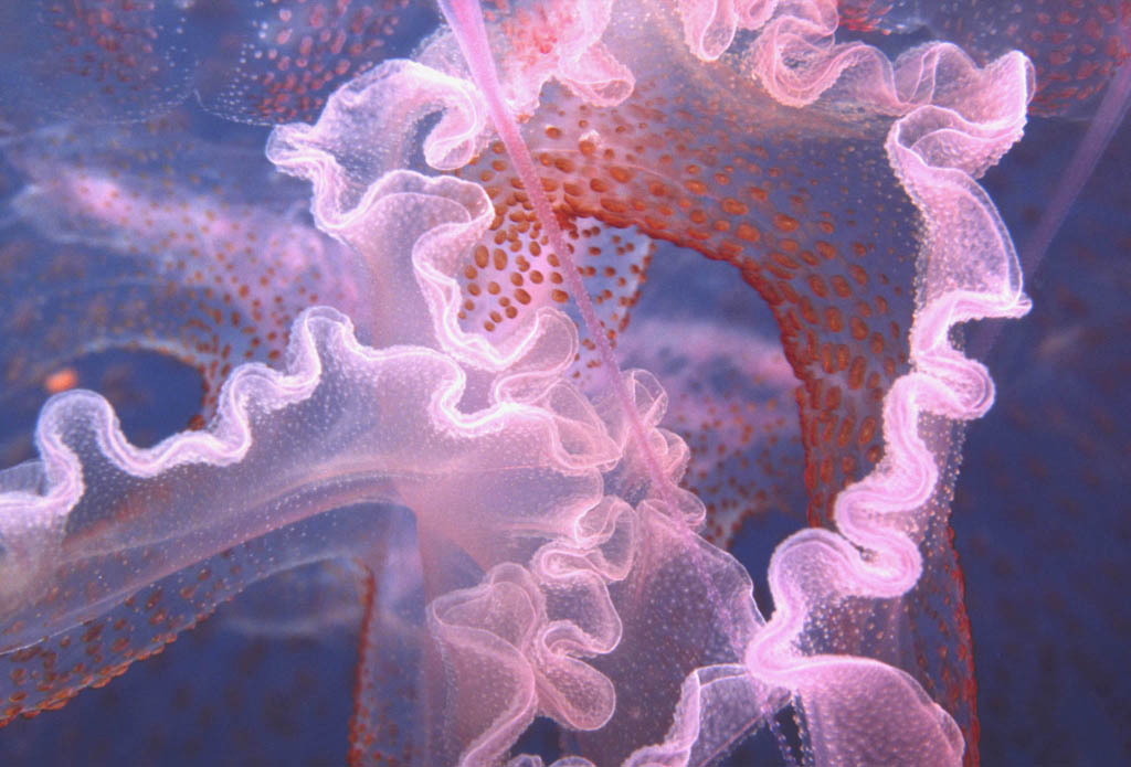 NOCTILUCA