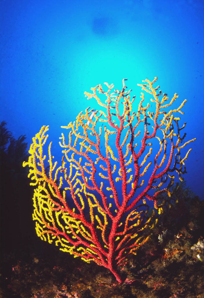 CLAVATA