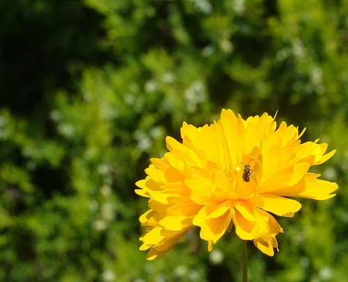 Giallo gelosia
