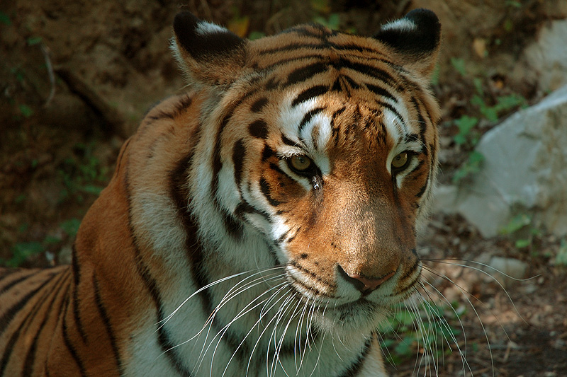 gattone