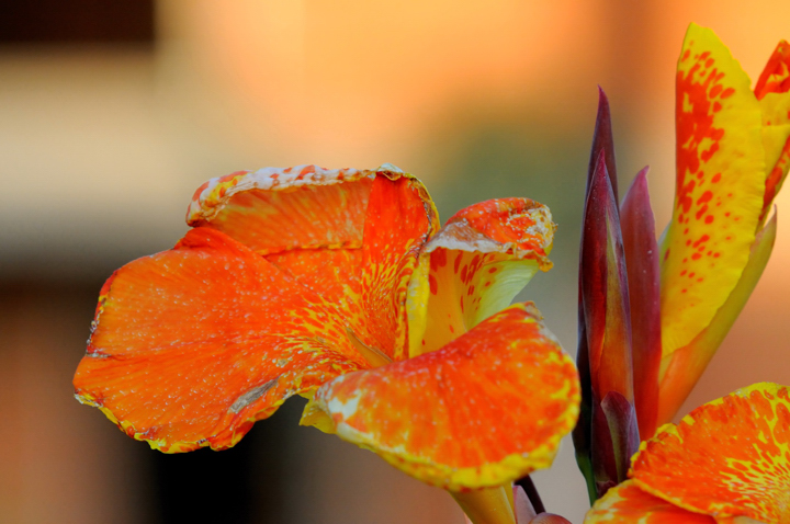 In giardino