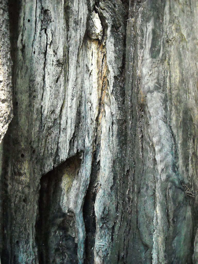 dentro ad un albero