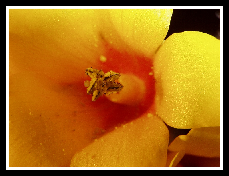 Giallo