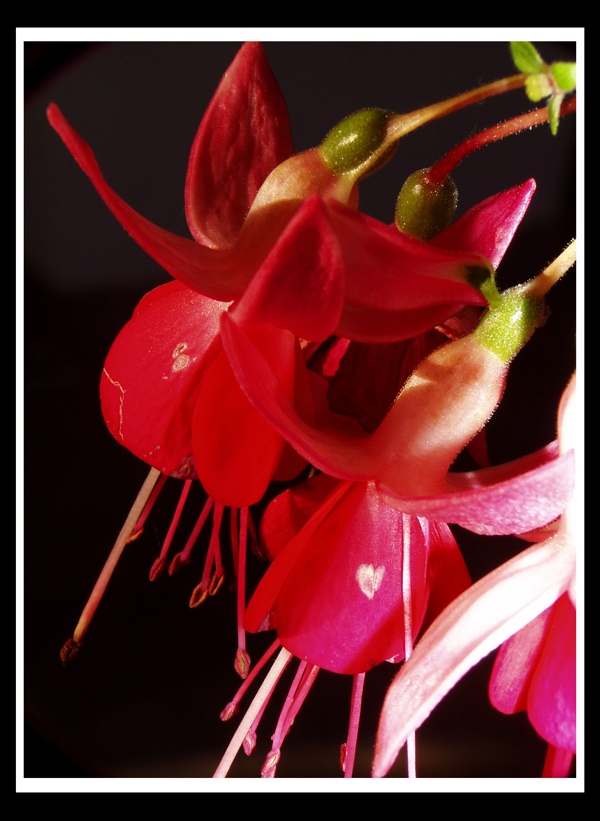 Fucsia