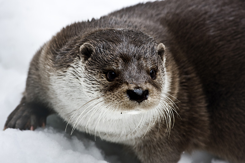 lontra