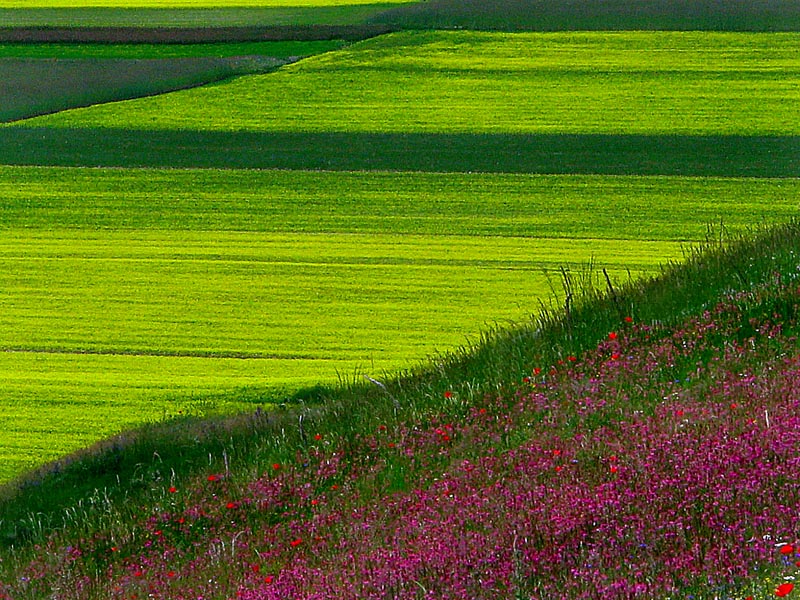 dalla collina