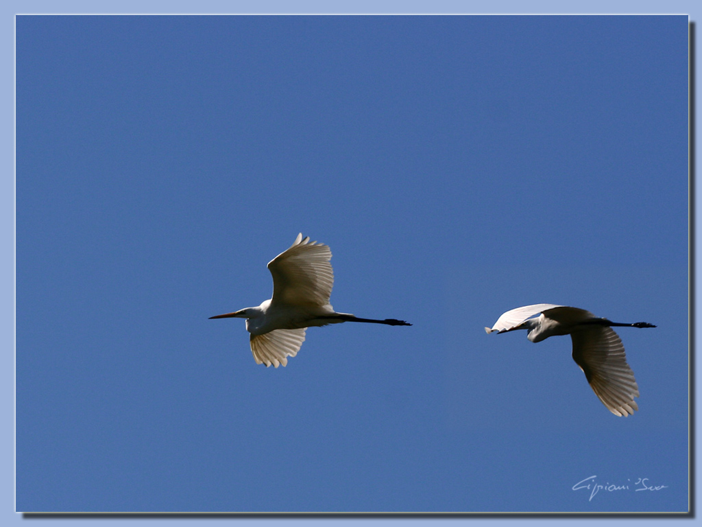 Aironi in volo
