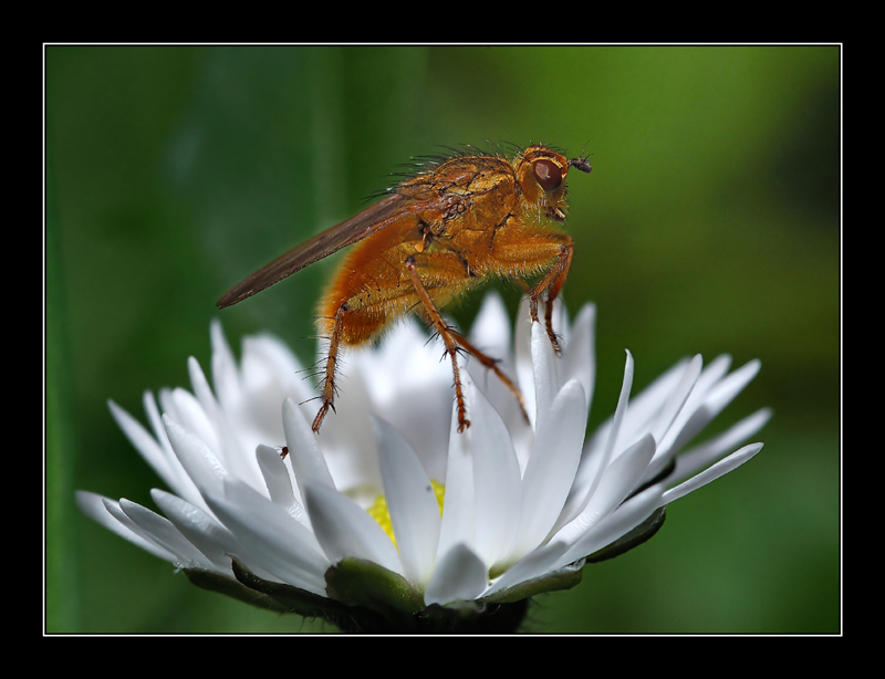 Sul fiore