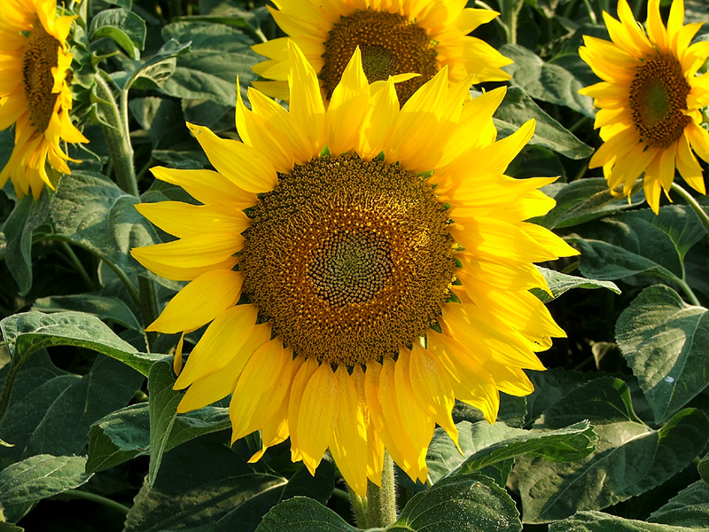 GIRASOLE