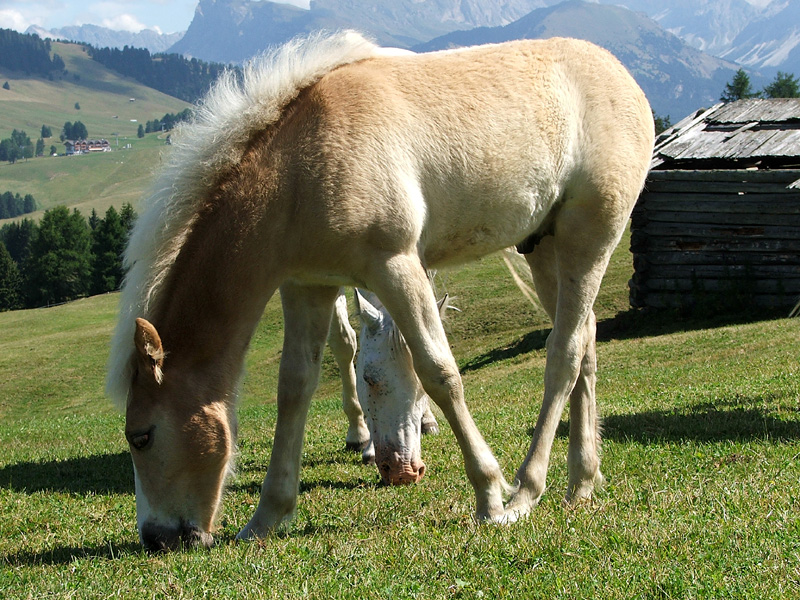 PULEDRO