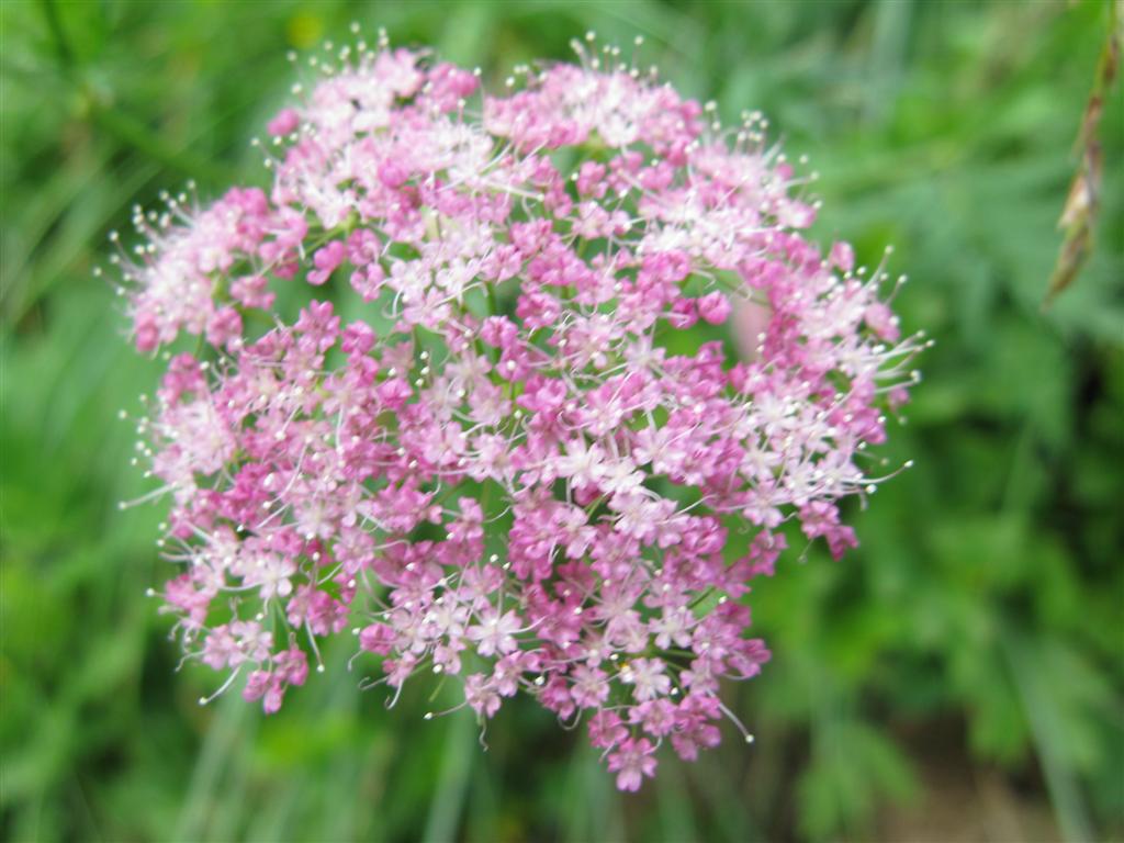 fiore di montagna