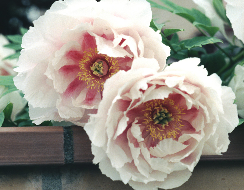 Peonie