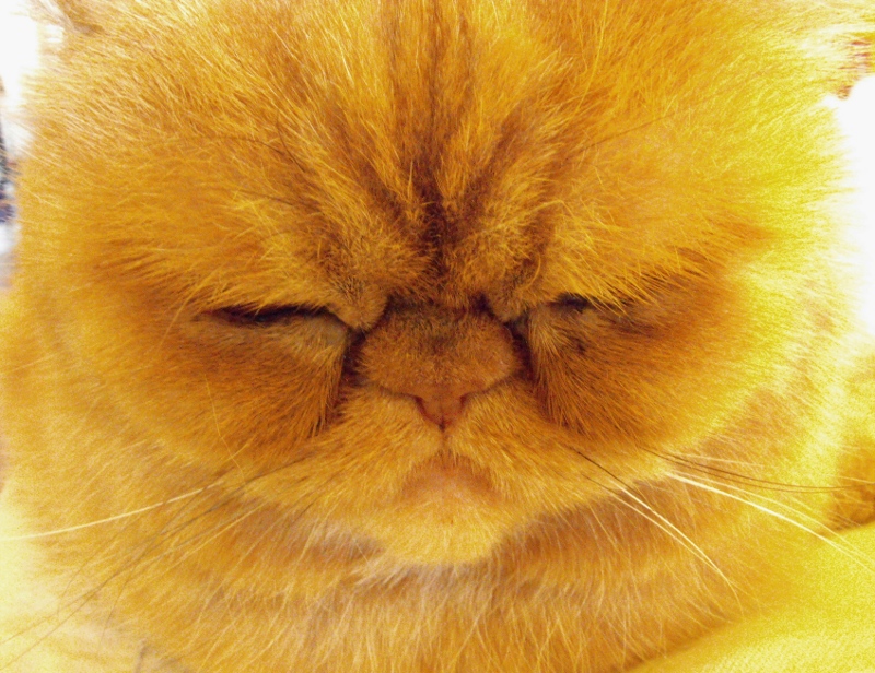 Fusa