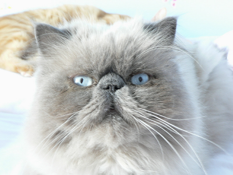 gatto