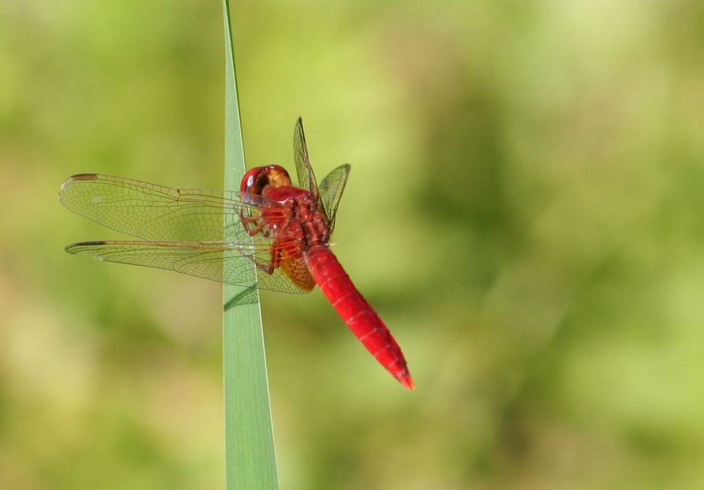 red dragonfly 1